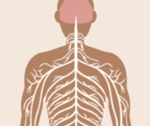 Spinal cord injury and MS