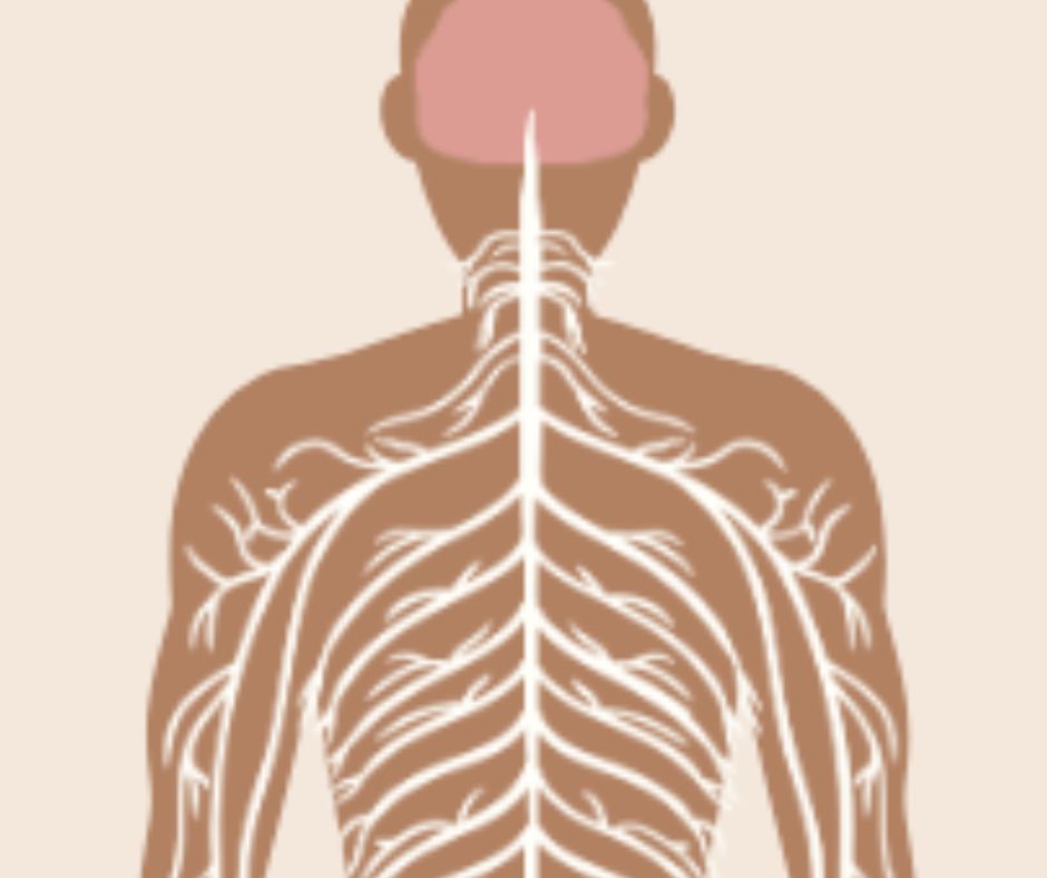 Spinal cord injury and MS